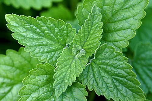 Catnip: catnip , Nepeta cataria ;leaf