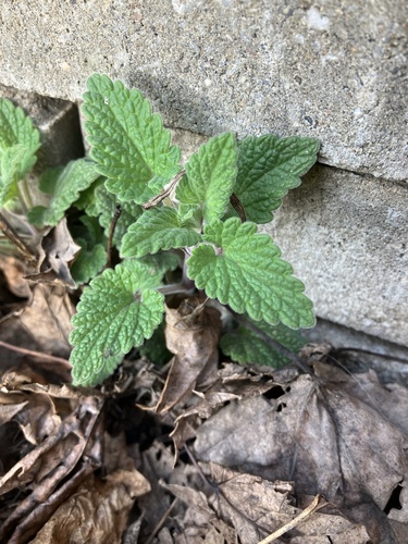 Catnip (Nepeta cataria)