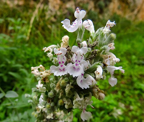 Catnip: Nepeta cataria in “ Hoces del Río Duratón Natural Park ”, in the municipality of Sepúlveda ( Segovia , Spain ). Detail of the inflorescence.