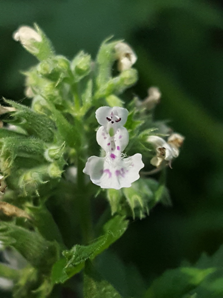 Catnip (Nepeta cataria)