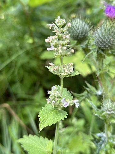 Catnip (Nepeta cataria)