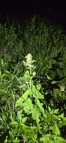 Catnip (Nepeta cataria)