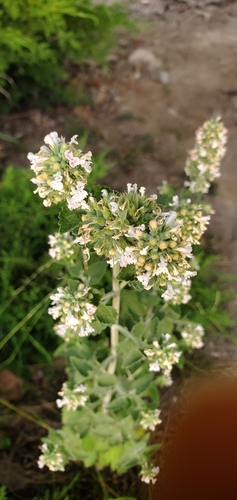 Catnip (Nepeta cataria)