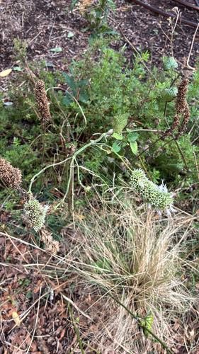 Catnip (Nepeta cataria)