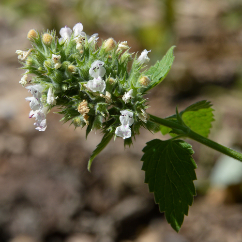 Catnip (Nepeta cataria)