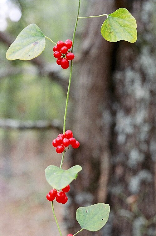 Carolina coralbead: Carolina snailseed, East Texas Arboretum, Athens, Henderson County, September 2004