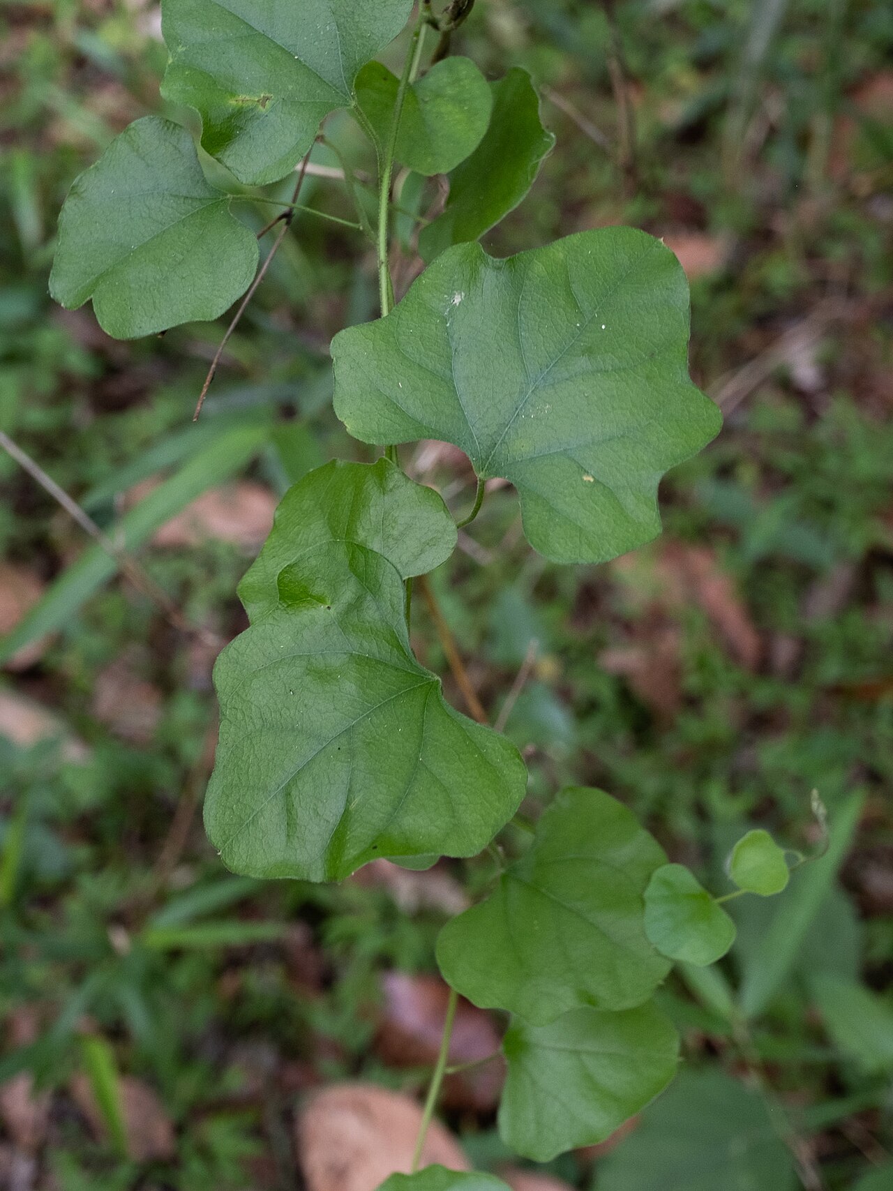 Carolina coralbead: Carolina snailseed ( Nephroia carolina ) in the United States