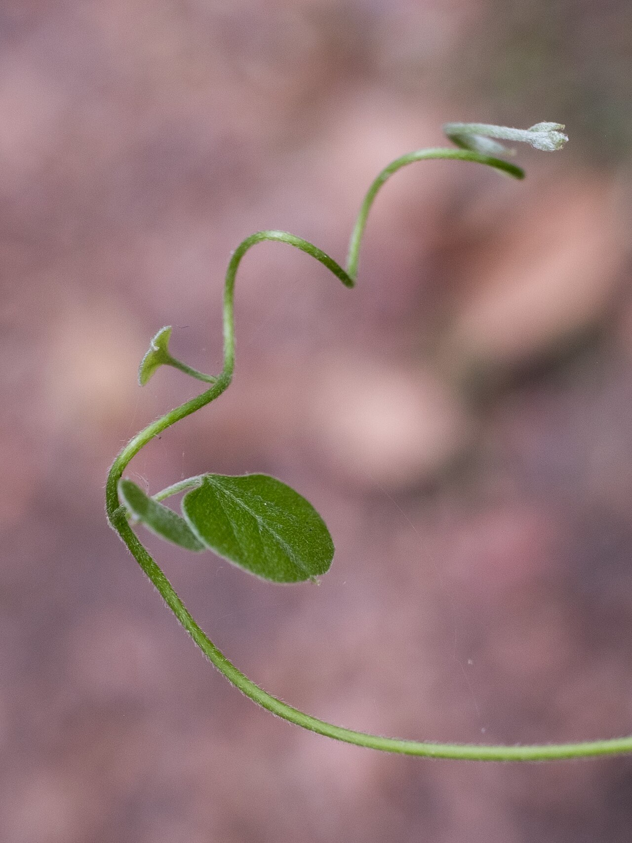 Carolina coralbead: Carolina snailseed ( Nephroia carolina ) in the United States