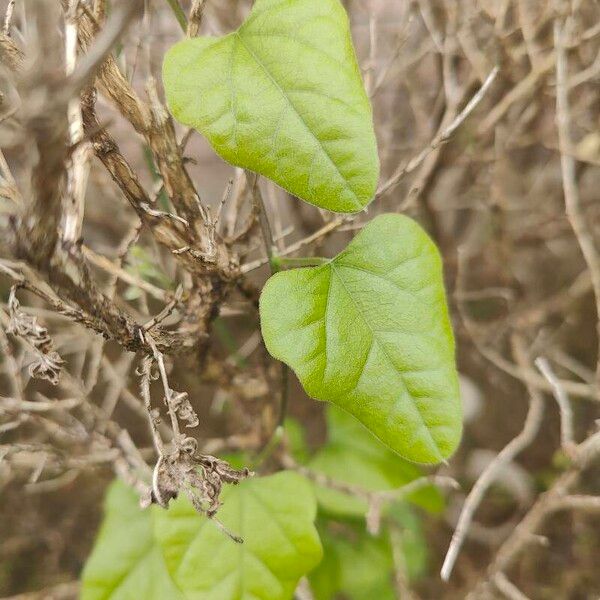 Carolina coralbead (Nephroia carolina)