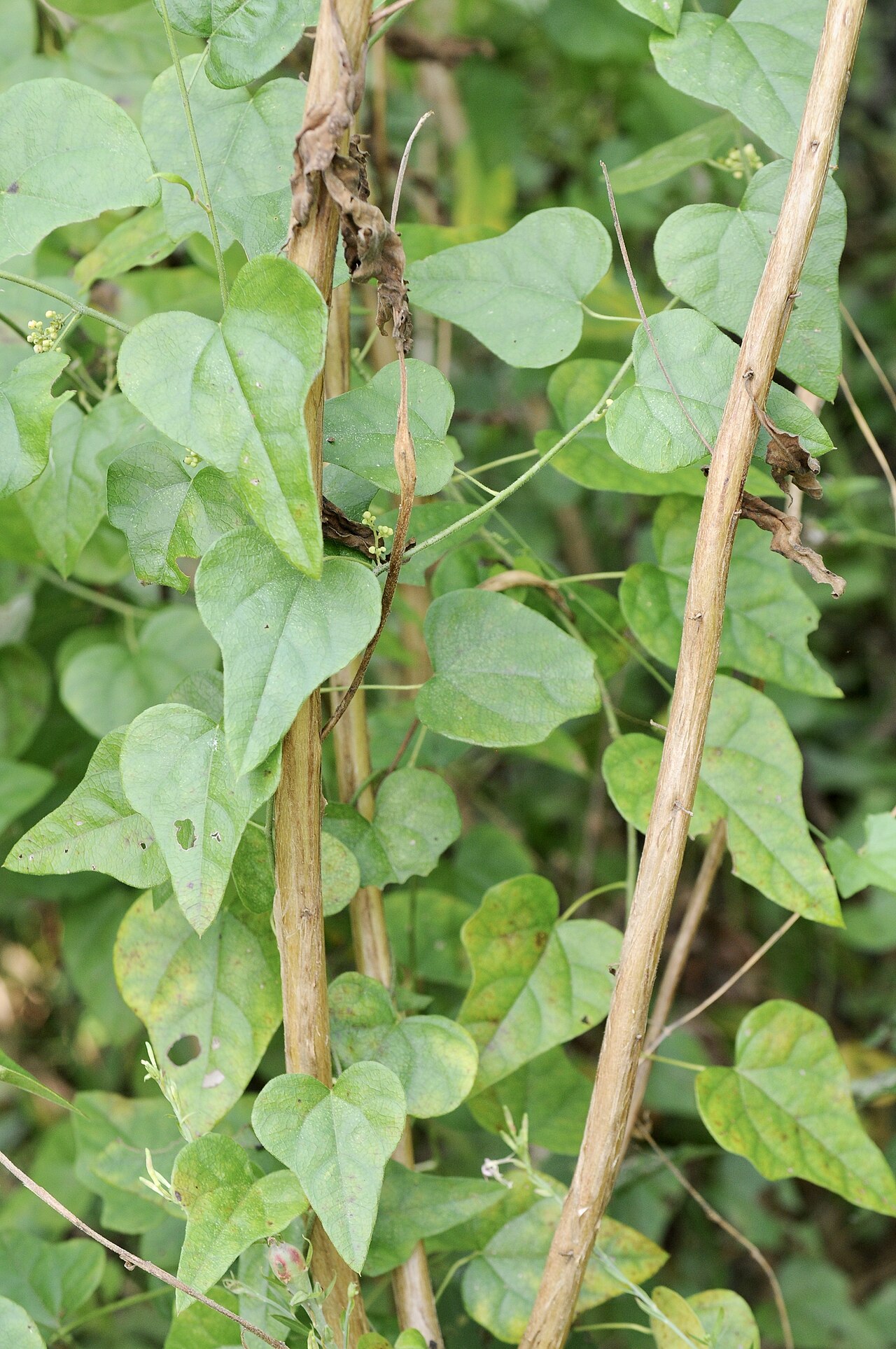 Carolina coralbead: Carolina snailseed, Henderson County, September 2019