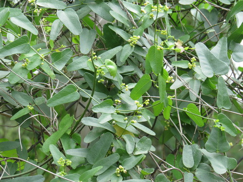 Nephroia diversifolia (Nephroia diversifolia)