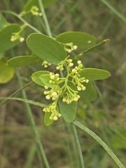 Nephroia diversifolia (Nephroia diversifolia)