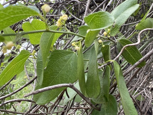 Nephroia diversifolia (Nephroia diversifolia)