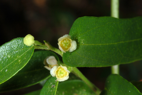 Nephroia diversifolia (Nephroia diversifolia)
