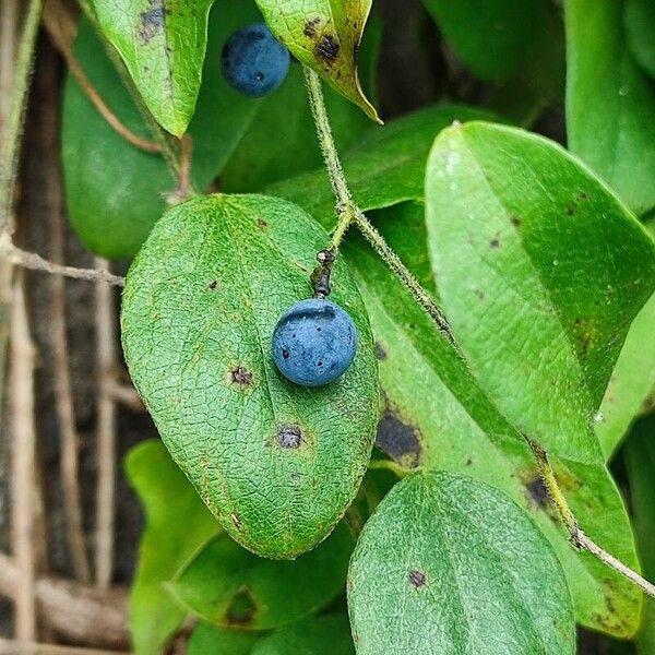 Queen coralbead (Nephroia orbiculata)