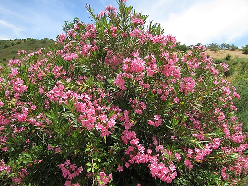 Oleander: An example of a blooming Oleander shrub found in the riverbank of the Arade river in the village of Águas Frias de Baixo near Alte, Loulé , Algarve, Portugal.