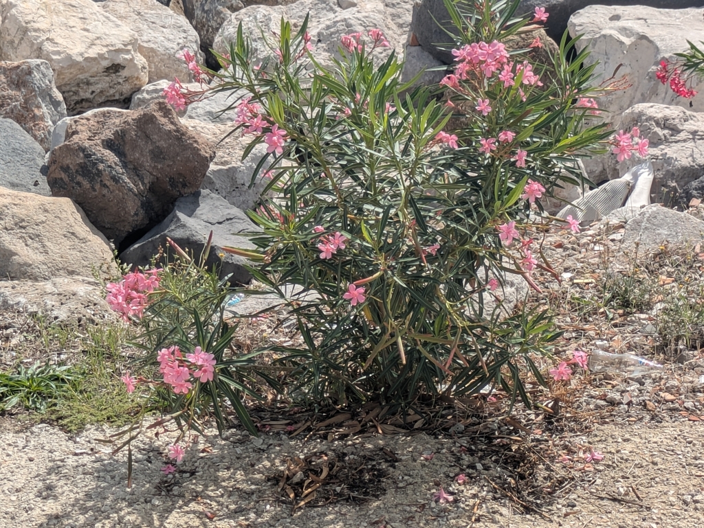Oleander (Nerium oleander)