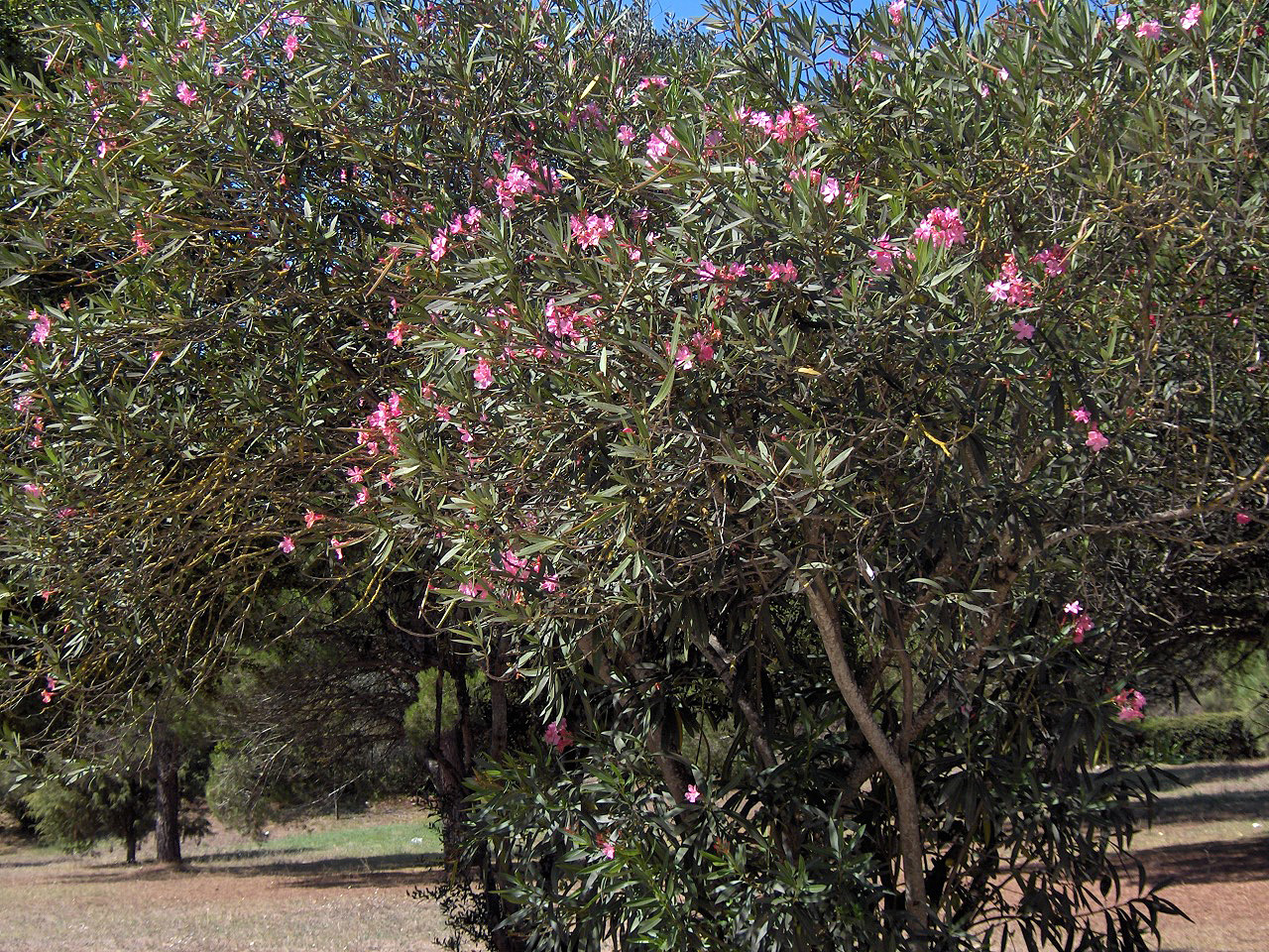 Oleander: Nerium oleander
