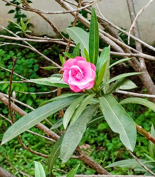 Oleander: Oleander flower
