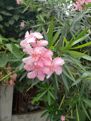 Oleander (Nerium oleander)