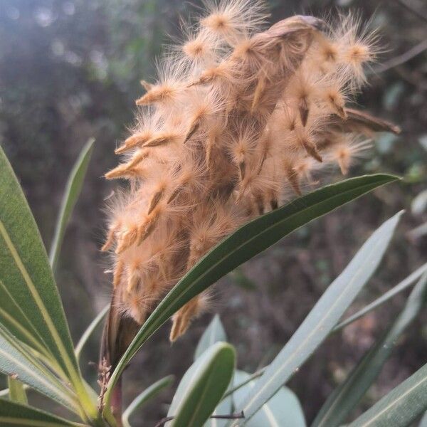 Oleander (Nerium oleander)