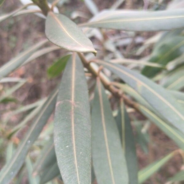 Oleander (Nerium oleander)