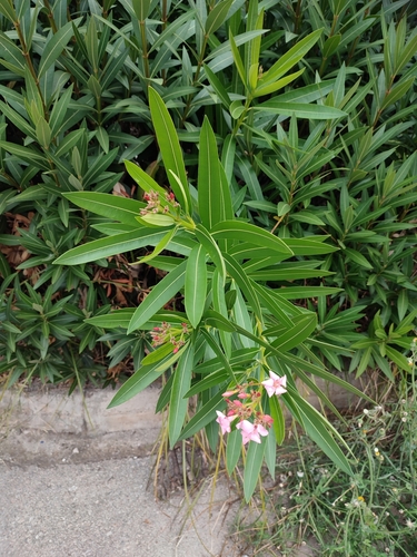 Oleander (Nerium oleander)