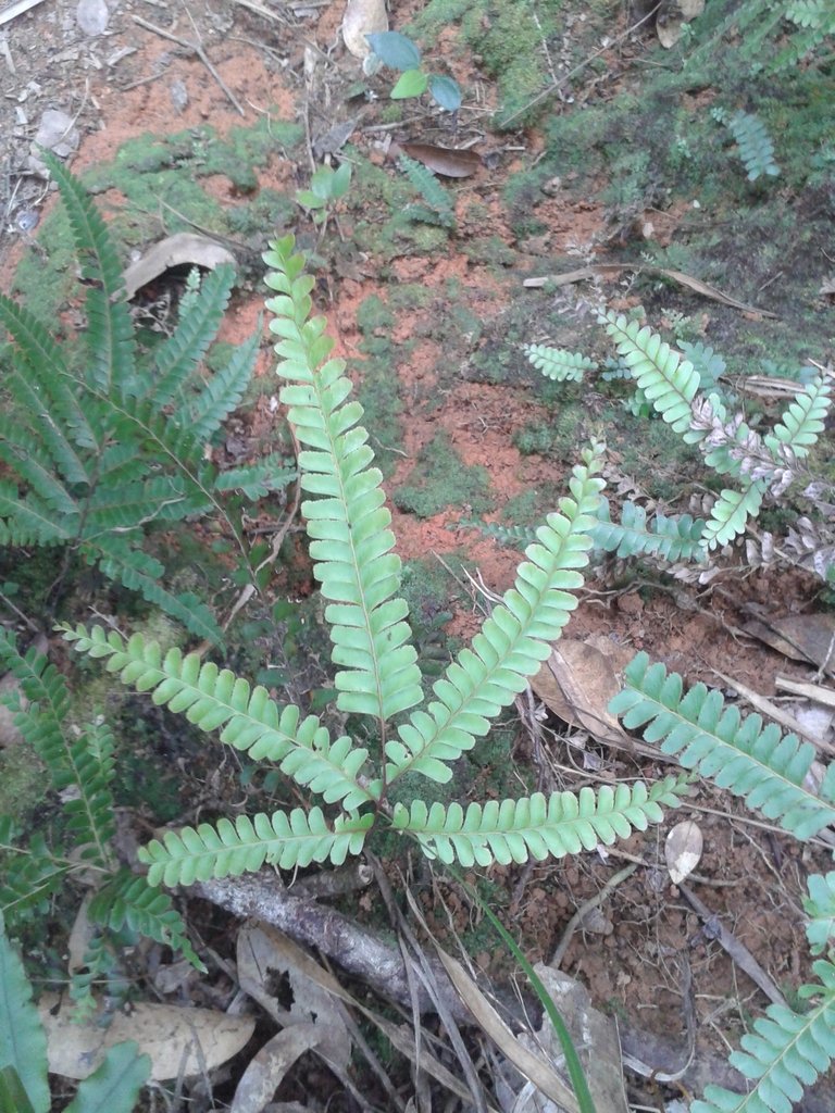 Nesolindsaea kirkii (Nesolindsaea kirkii)