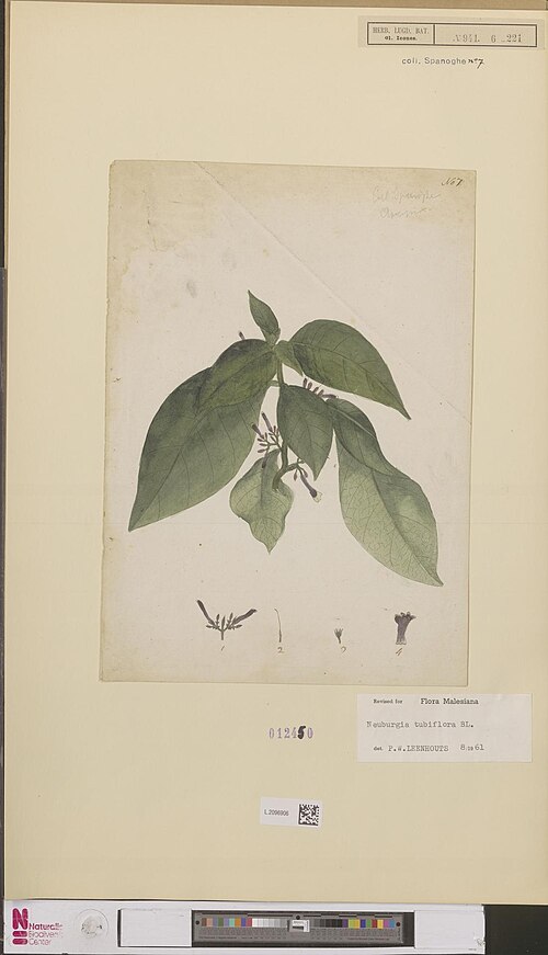 Neuburgia tubiflora: Neuburgia tubiflora Blume