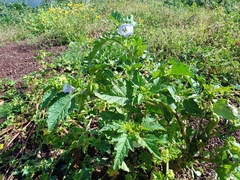 Apple of Peru (Nicandra physalodes)