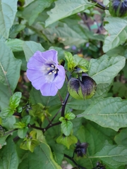 Apple of Peru (Nicandra physalodes)