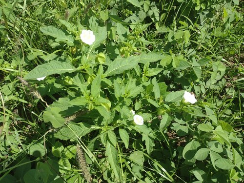 Apple of Peru (Nicandra physalodes)