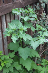 Apple of Peru (Nicandra physalodes)