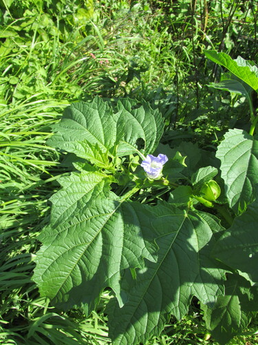 Apple of Peru (Nicandra physalodes)