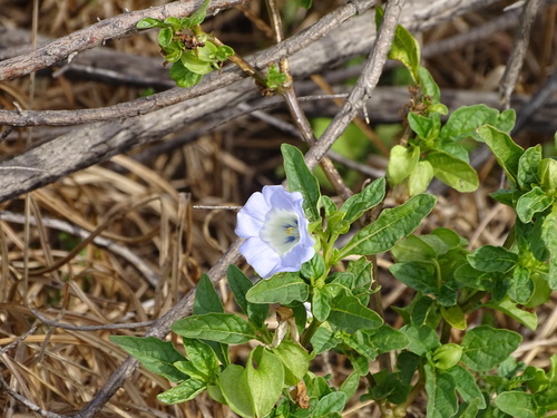 Apple of Peru (Nicandra physalodes)