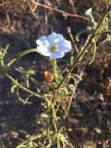 Manyflower tobacco (Nicotiana acuminata)