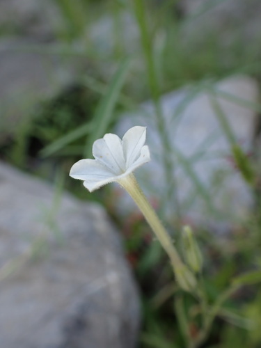 Manyflower tobacco (Nicotiana acuminata)