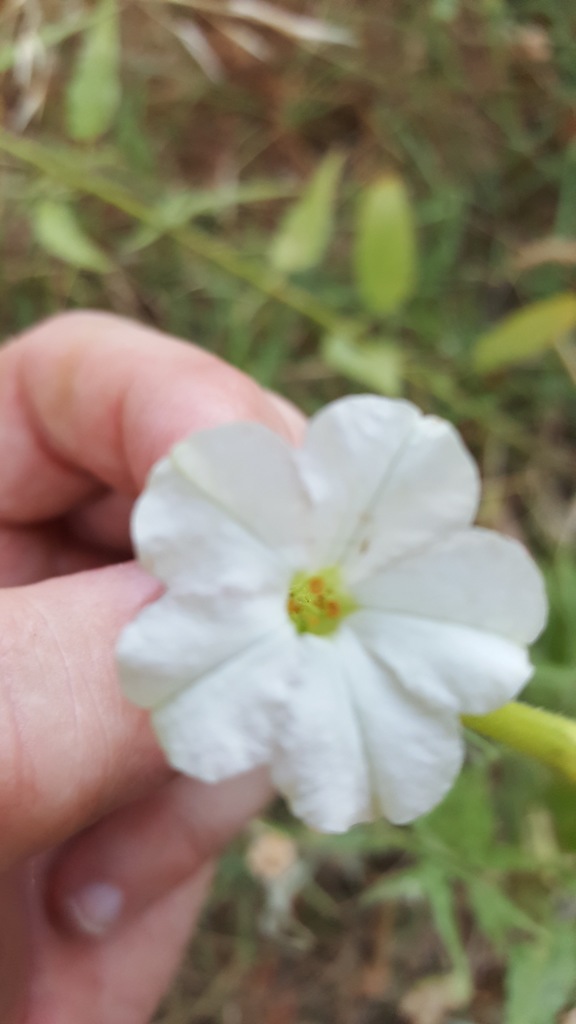Manyflower tobacco (Nicotiana acuminata)