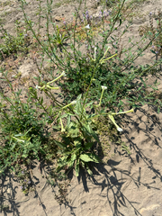 Manyflower tobacco (Nicotiana acuminata)