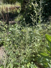 Manyflower tobacco (Nicotiana acuminata)