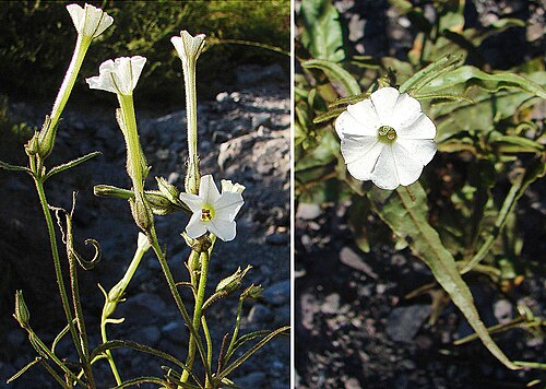 Manyflower tobacco: This is a species of the southern Andes, known as Tabaco del Cerro. In context at www.dixpix.ca/sth_cordillera/flora/sola_nico/index.html