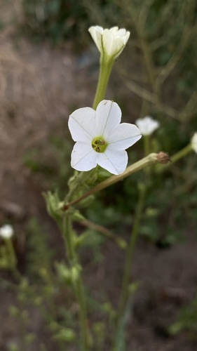 Manyflower tobacco (Nicotiana acuminata)