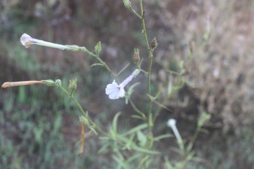 Manyflower tobacco (Nicotiana acuminata)