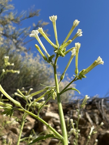 Manyflower tobacco (Nicotiana acuminata)