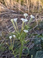 Manyflower tobacco (Nicotiana acuminata)