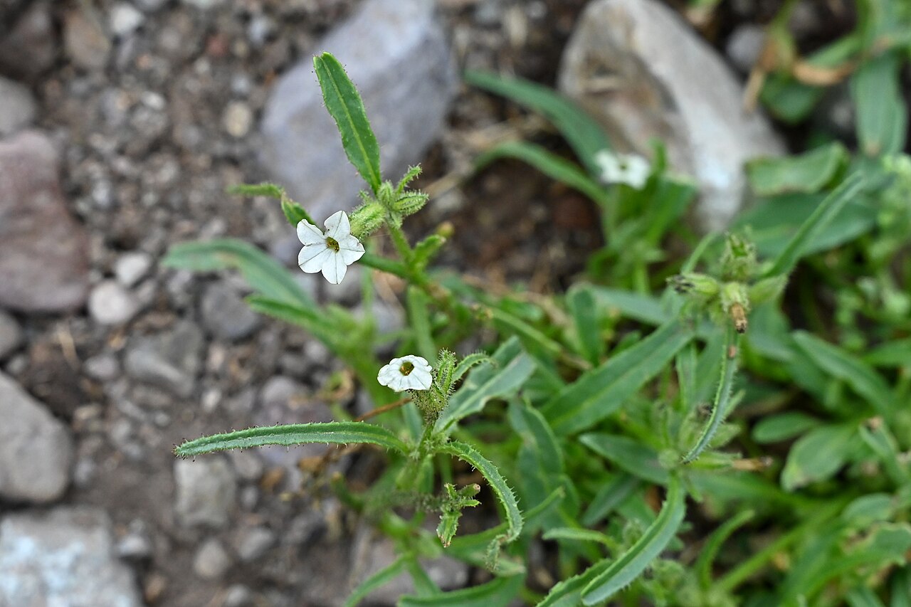 Manyflower tobacco: Nicotiana acuminata 5km E from Banos Morales in Región Metropolitana, Chile