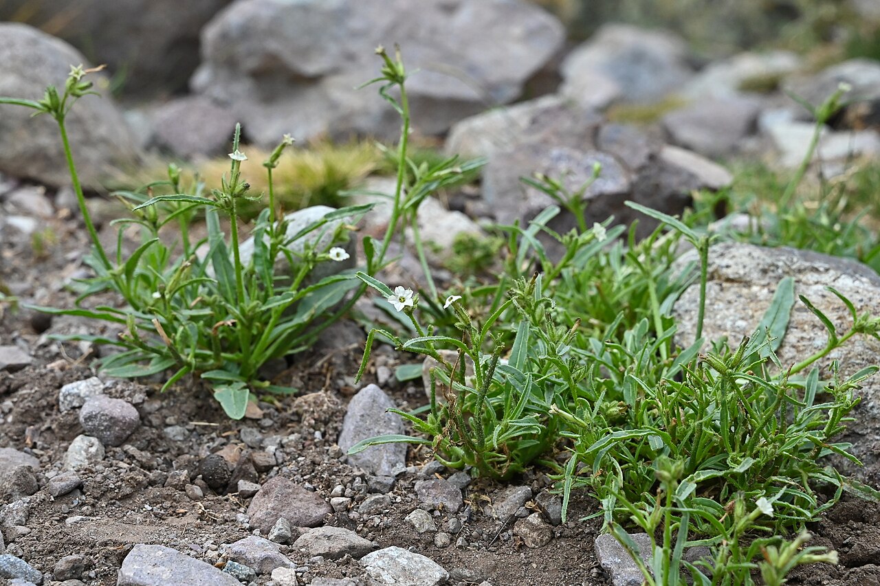 Manyflower tobacco: Nicotiana acuminata 5km E from Banos Morales in Región Metropolitana, Chile