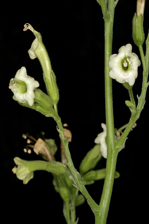 African tobacco: Nicotiana africana , flowers. Only African species of Nicotiana ; flowers most probably pollinated by sunbirds in nature. Manie van der Schijff Botanical Garden