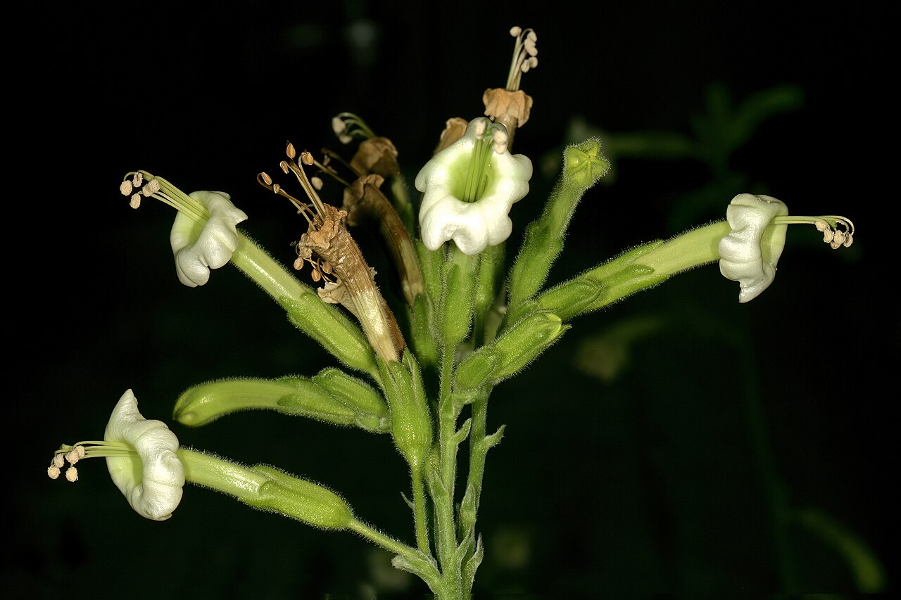 African tobacco: Nicotiana africana , flowers. Only African species of Nicotiana ; flowers most probably pollinated by sunbirds in nature. Manie van der Schijff Botanical Garden