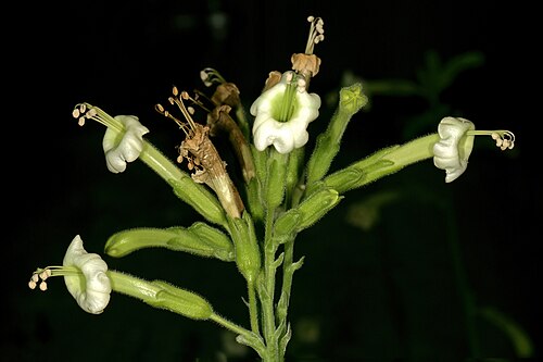 African tobacco: Nicotiana africana , flowers. Only African species of Nicotiana ; flowers most probably pollinated by sunbirds in nature. Manie van der Schijff Botanical Garden